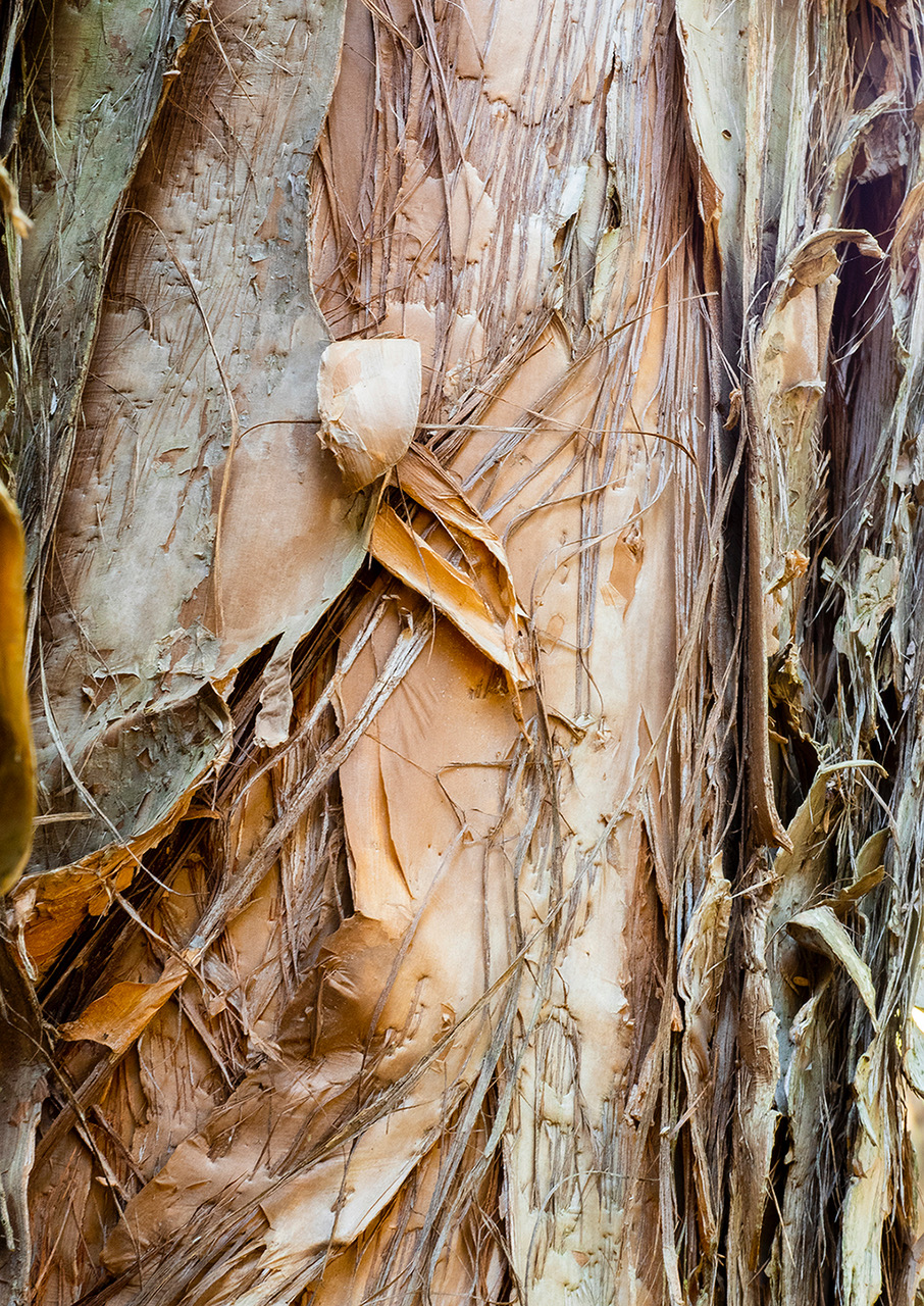 Melaleuca preisiana Bark